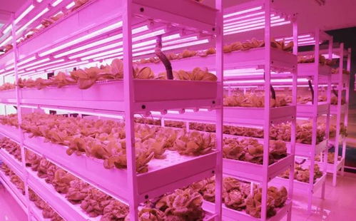 未來(lái)已來(lái) 植物工廠與麥秸畫，科技與傳統(tǒng)農(nóng)業(yè)的創(chuàng)新融合