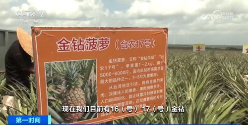 菠蘿之鄉(xiāng) 徐聞麥秸畫與深加工產(chǎn)品的藝術(shù)與產(chǎn)業(yè)融合